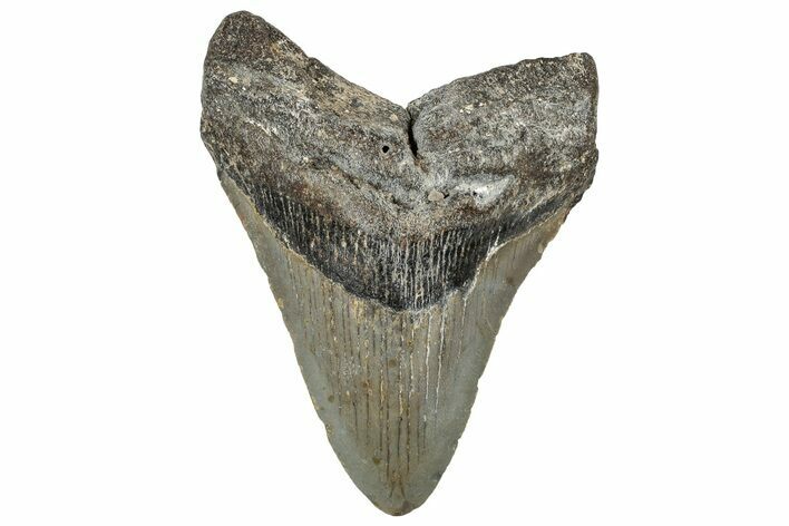Fossil Megalodon Tooth - North Carolina #328838